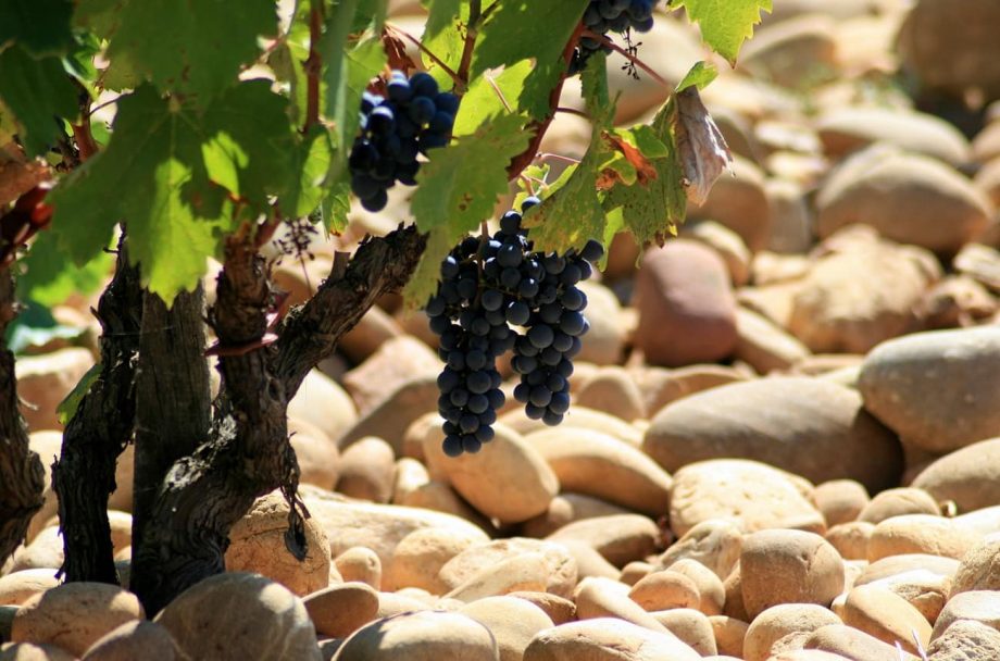 Châteauneuf-du-Pape red blends white grapes