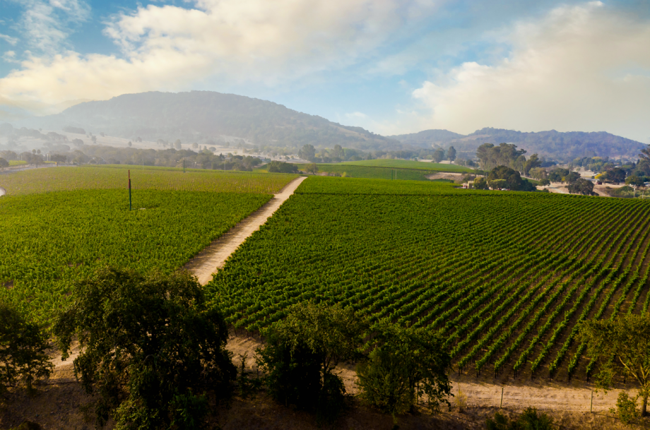 Coombsville 2020 Cabernet